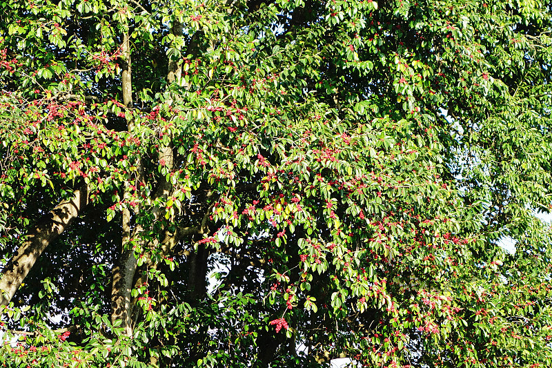 別墅花園設(shè)計(jì)圖片/別墅花園設(shè)計(jì)樣板圖 (3)