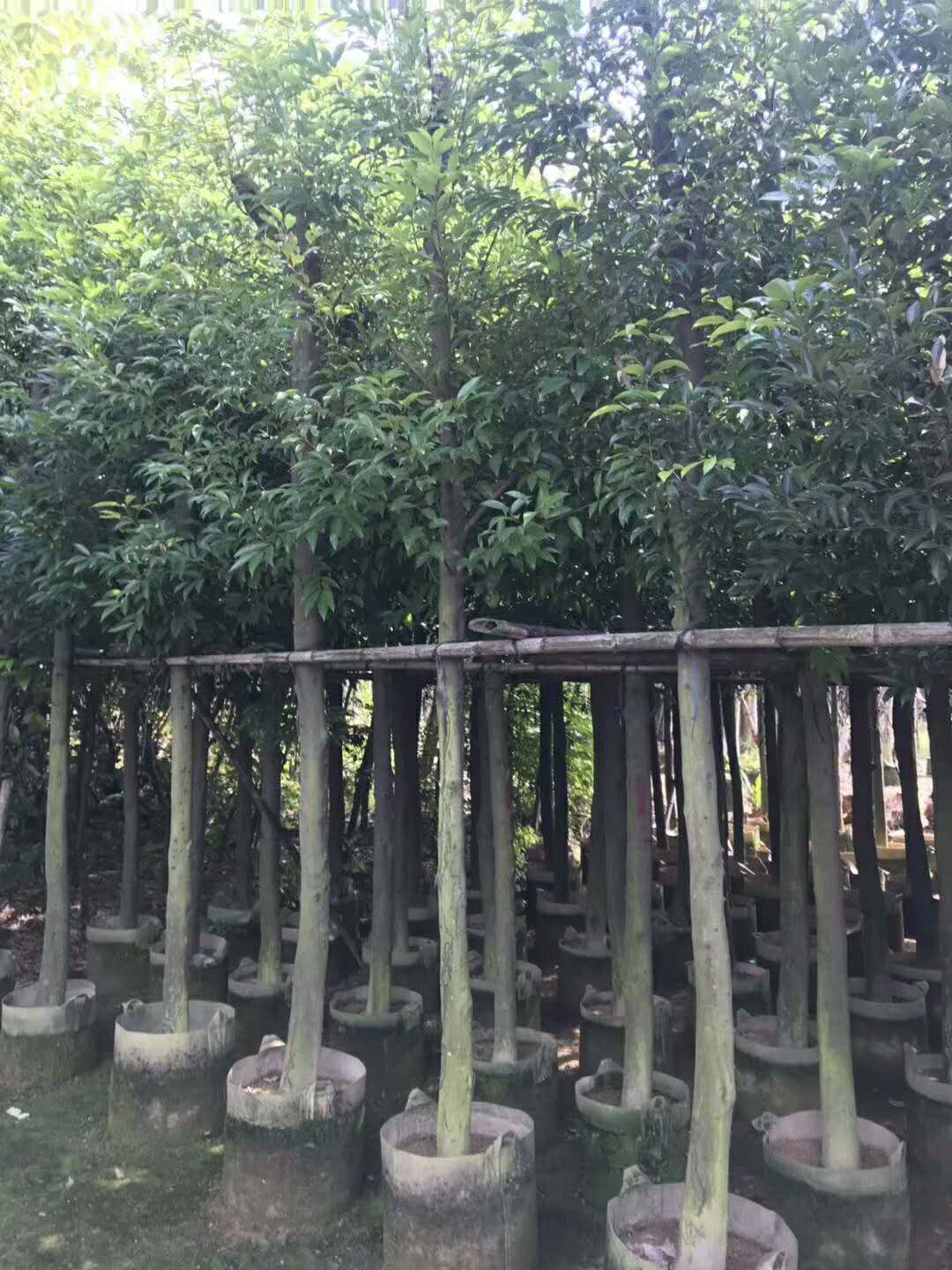 陰香圖片/陰香樣板圖 (3)