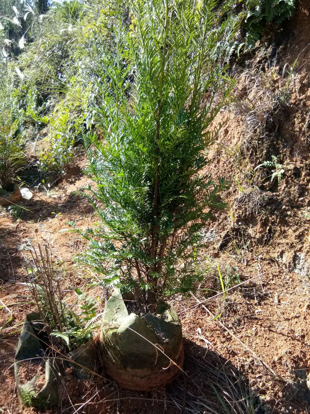 紅豆杉苗圖片/紅豆杉苗樣板圖 (4)