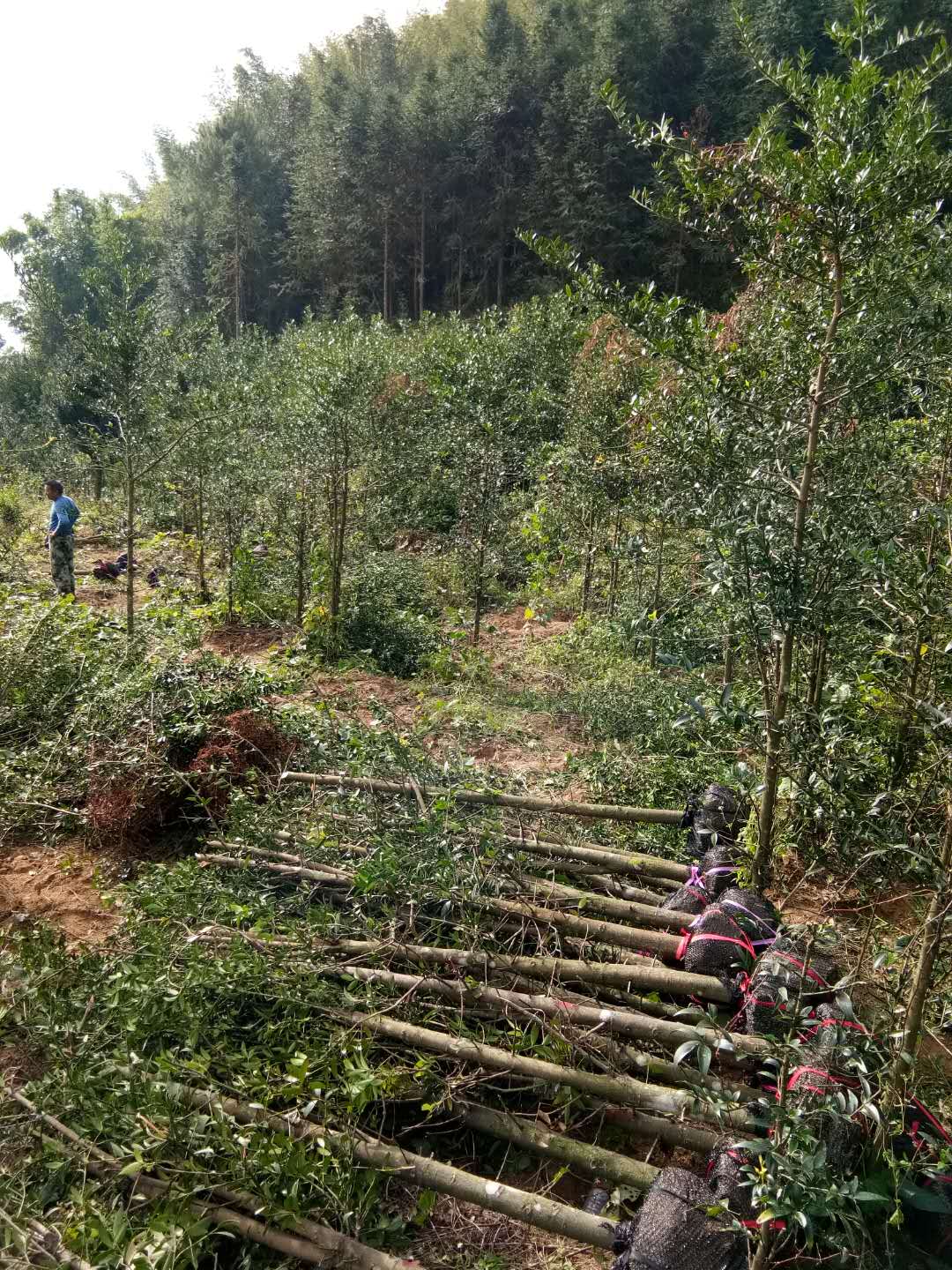 柏樹苗圖片/柏樹苗樣板圖 (4)