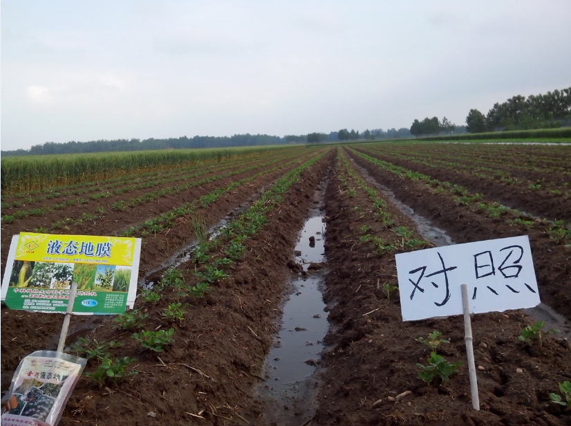 地膜圖片/地膜樣板圖 (4)