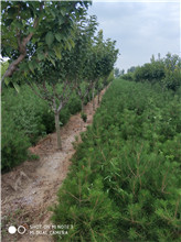 白皮松圖片/白皮松樣板圖 (3)