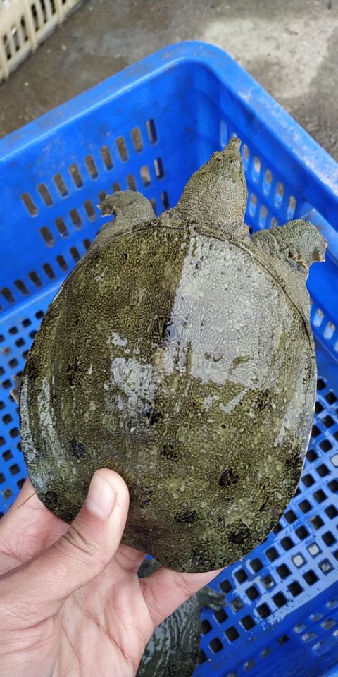 中華鱉苗批發(fā)圖片/中華鱉苗批發(fā)樣板圖 (4)