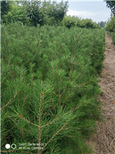 白皮松圖片/白皮松樣板圖 (2)