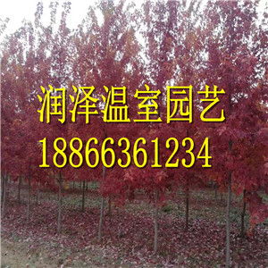 挪威槭圖片/挪威槭樣板圖 (4)
