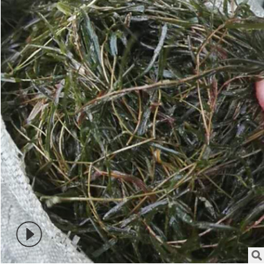 黃絲草報(bào)價(jià)圖片/黃絲草報(bào)價(jià)樣板圖 (1)