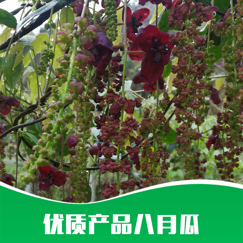 八月瓜圖片/八月瓜樣板圖 (4)