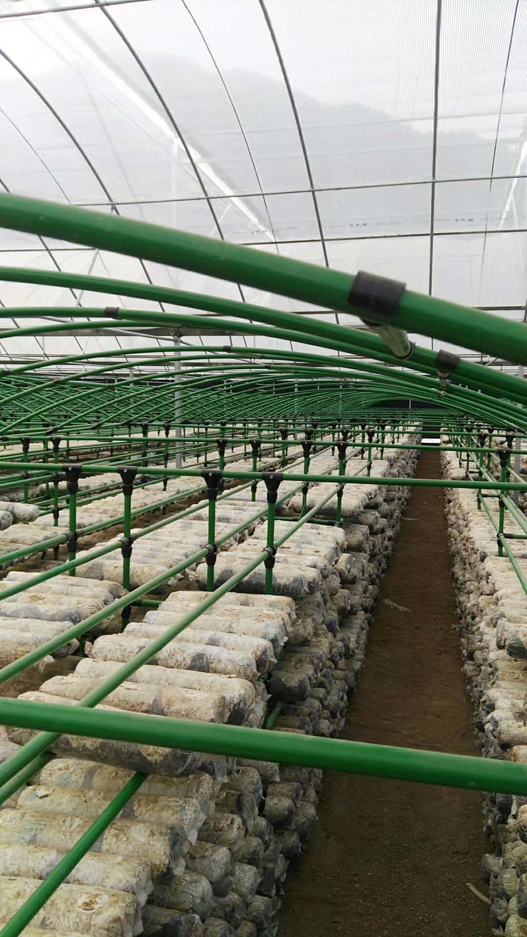 菌架圖片/菌架樣板圖 (3)