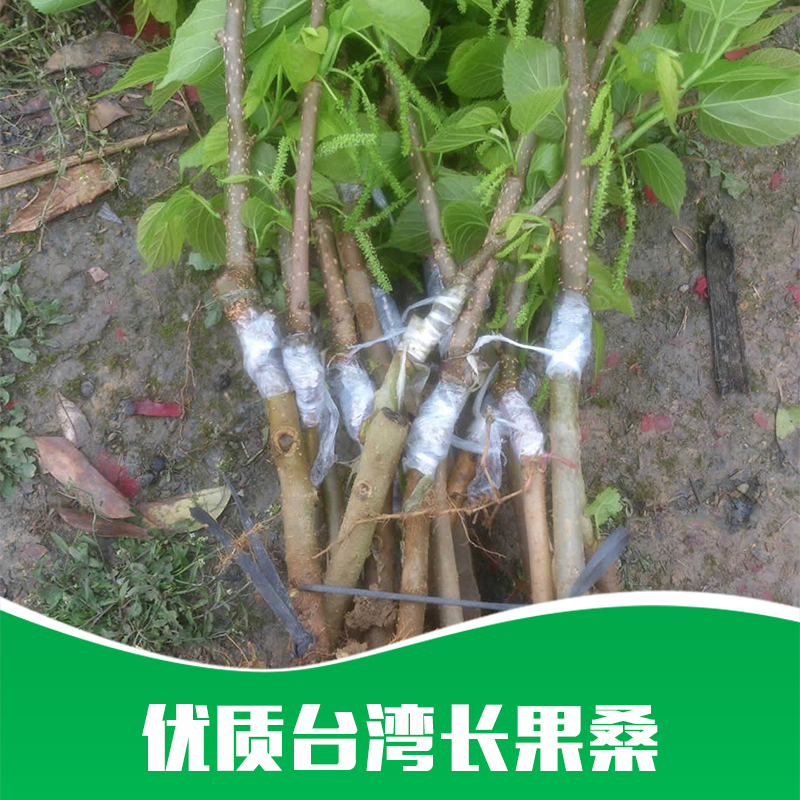 臺灣長果桑圖片/臺灣長果桑樣板圖 (2)