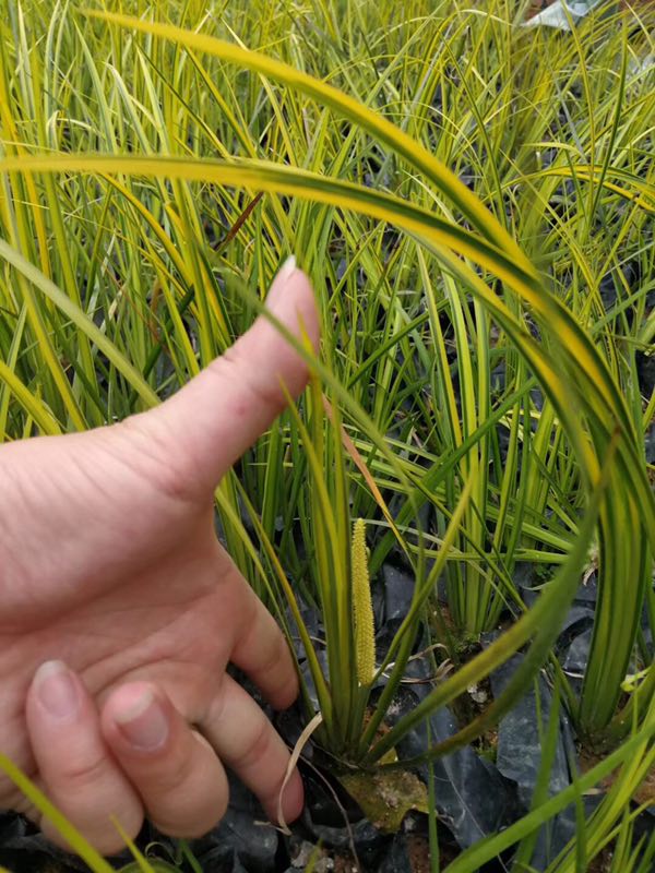 金葉石菖蒲‘’圖片