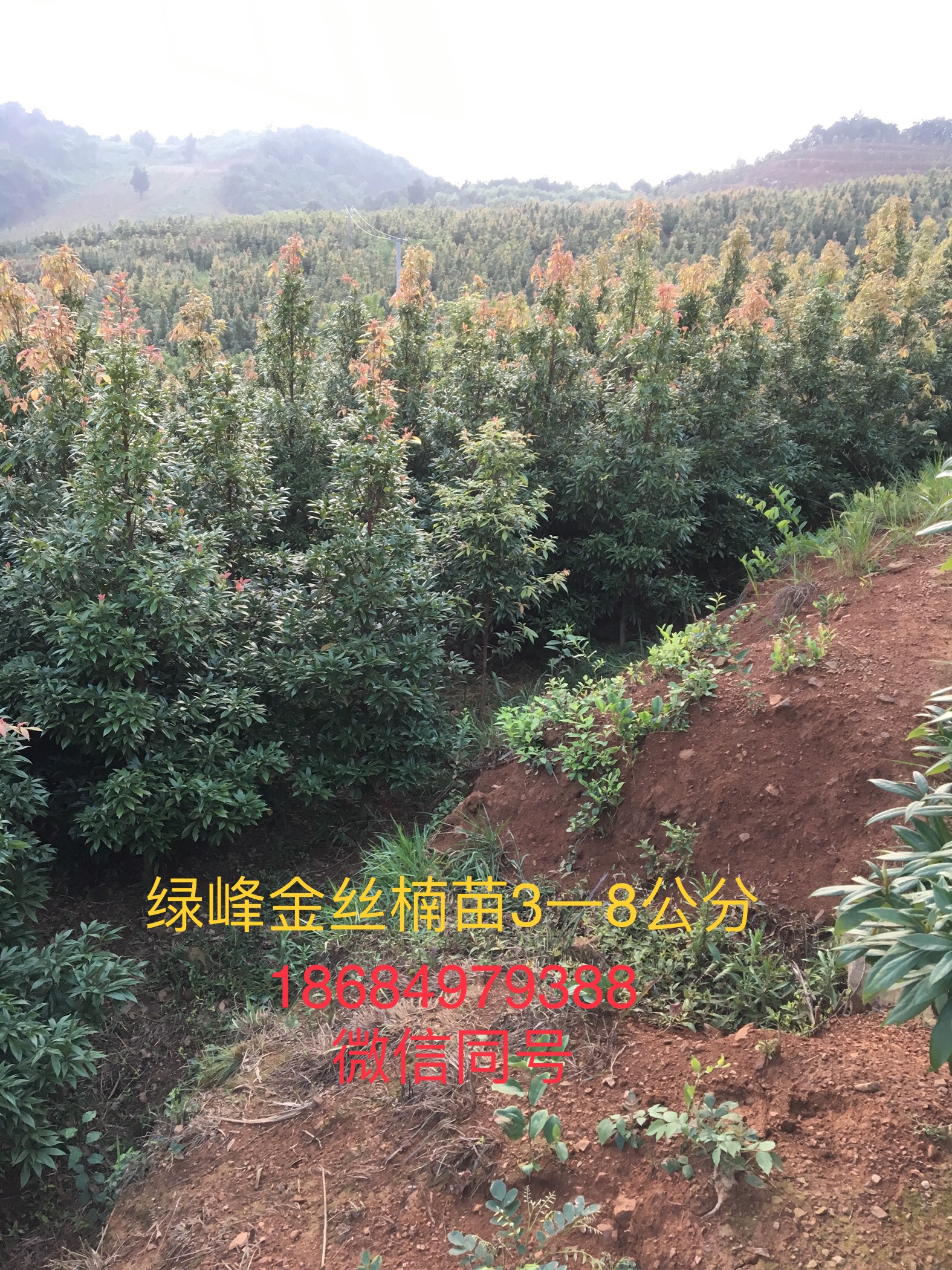 楨楠圖片/楨楠樣板圖 (4)
