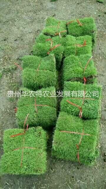 馬尼拉草圖片/馬尼拉草樣板圖 (2)