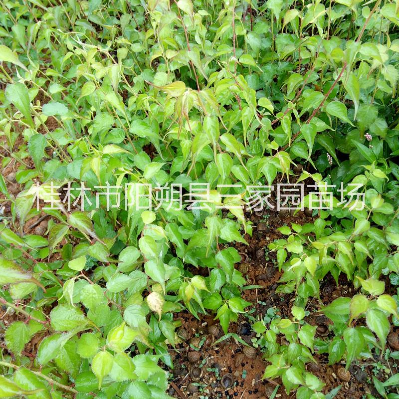 青梅圖片/青梅樣板圖 (1)