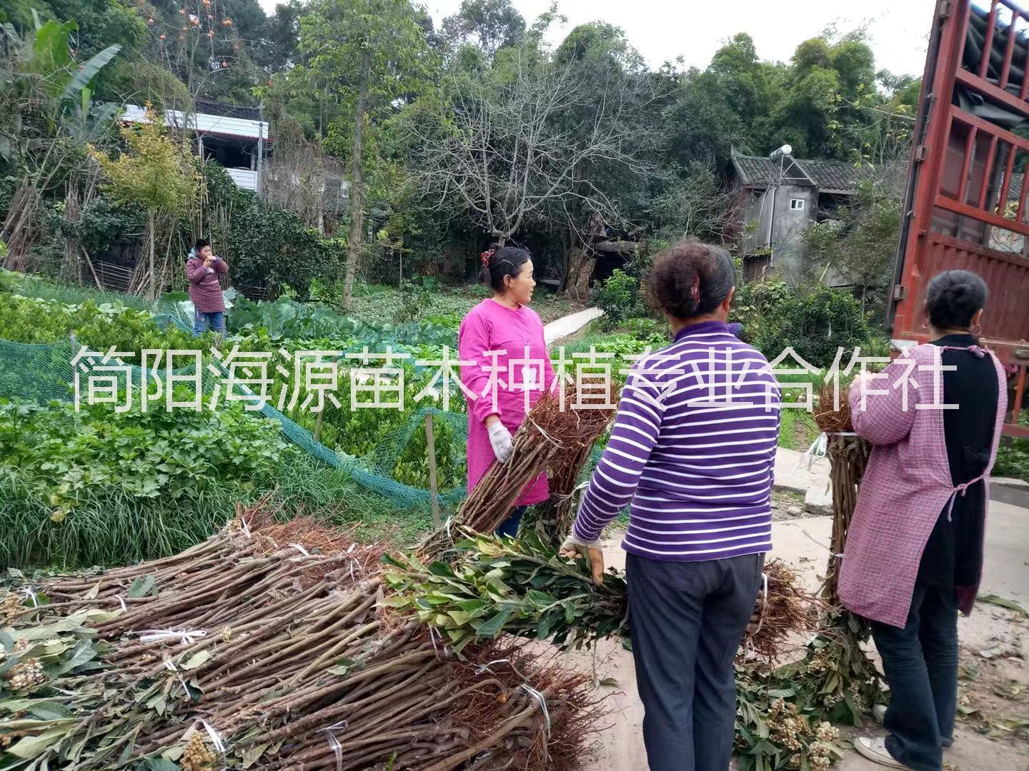 云南大五星枇杷苗圖片/云南大五星枇杷苗樣板圖 (4)