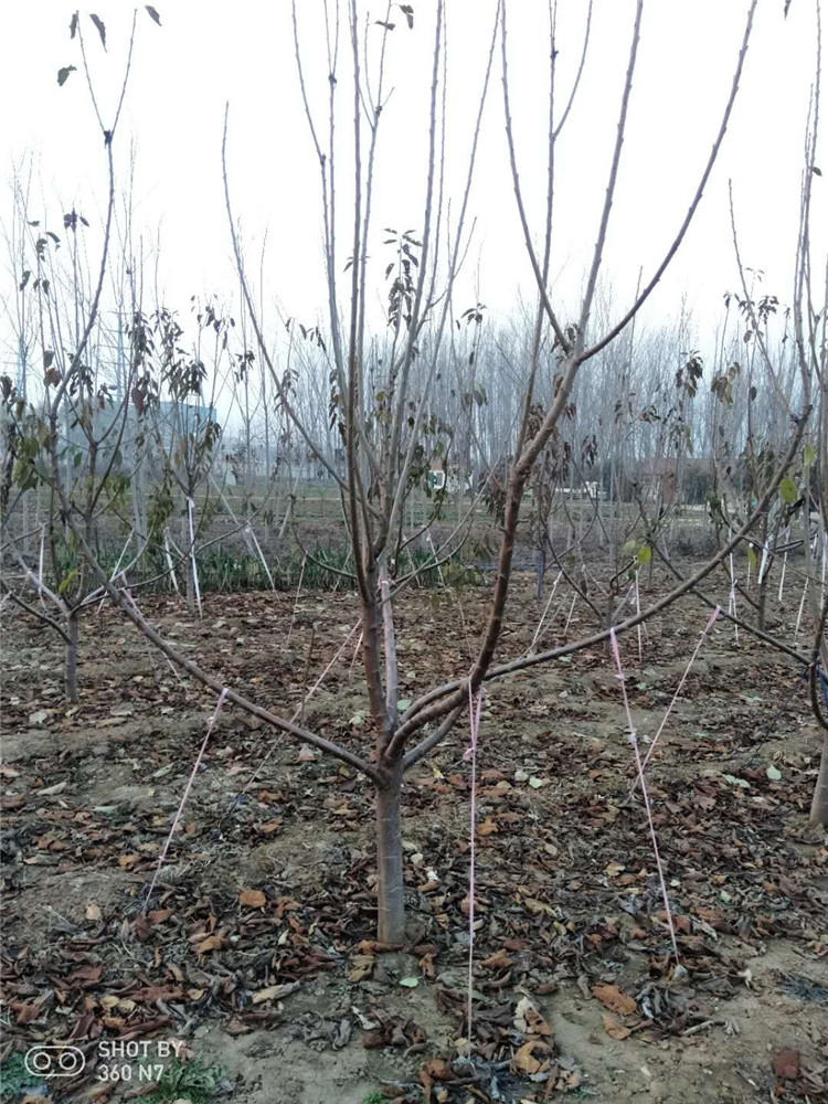 8公分櫻桃樹(shù)圖片/8公分櫻桃樹(shù)樣板圖 (4)