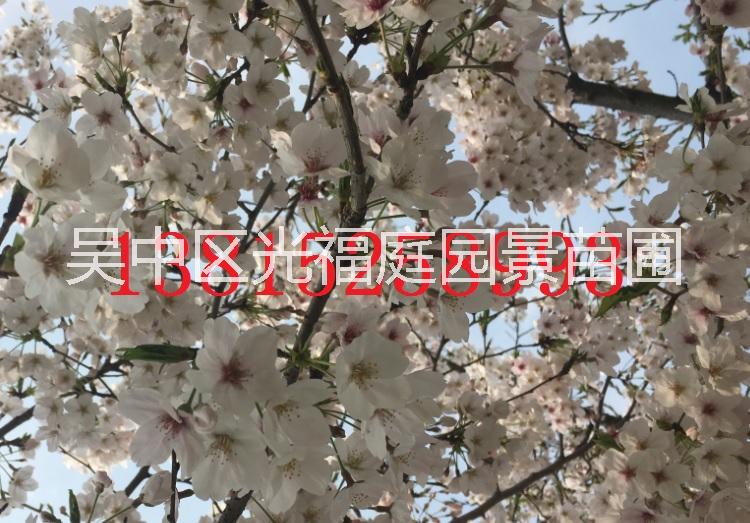 私家庭院景觀圖片/私家庭院景觀樣板圖 (4)