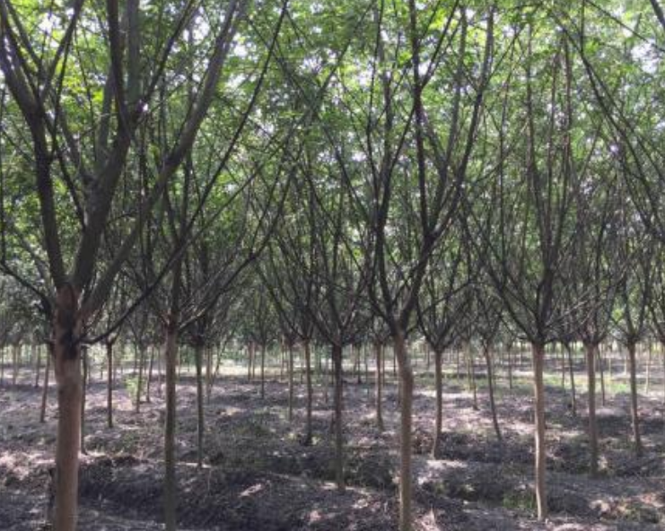 紫薇苗木種植基地圖片/紫薇苗木種植基地樣板圖 (1)