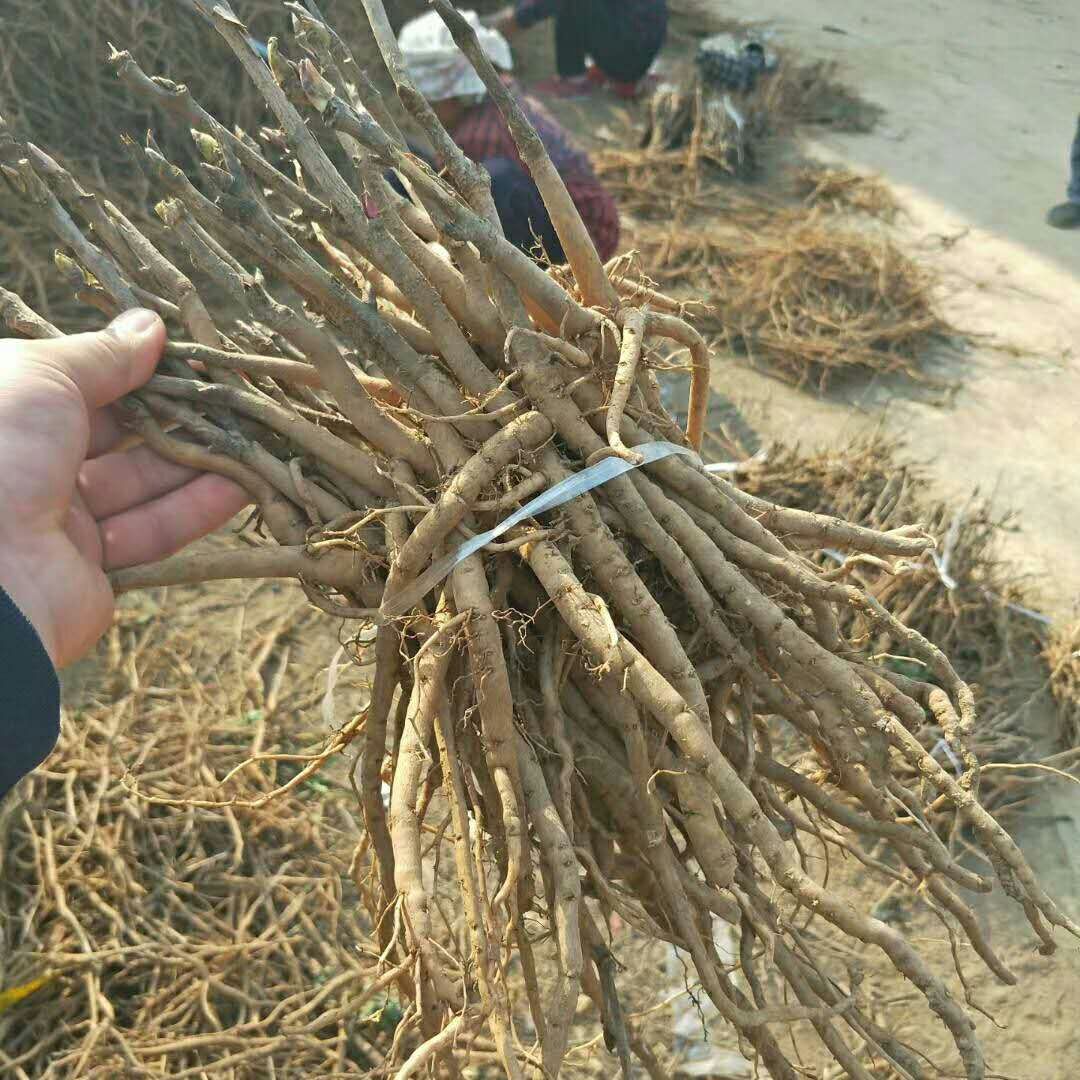 3年牡丹苗的栽培，牡丹苗批發(fā)價格