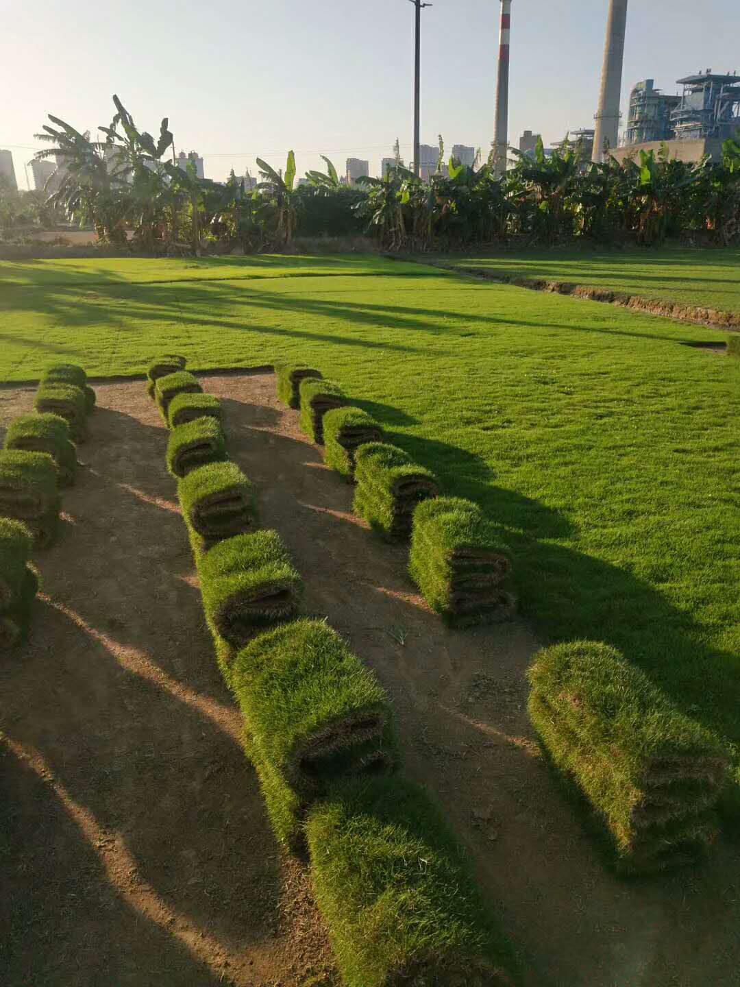 中山馬尼拉草種植基地  什么時(shí)間種植馬尼拉草效果比較好？ 馬尼拉草坪