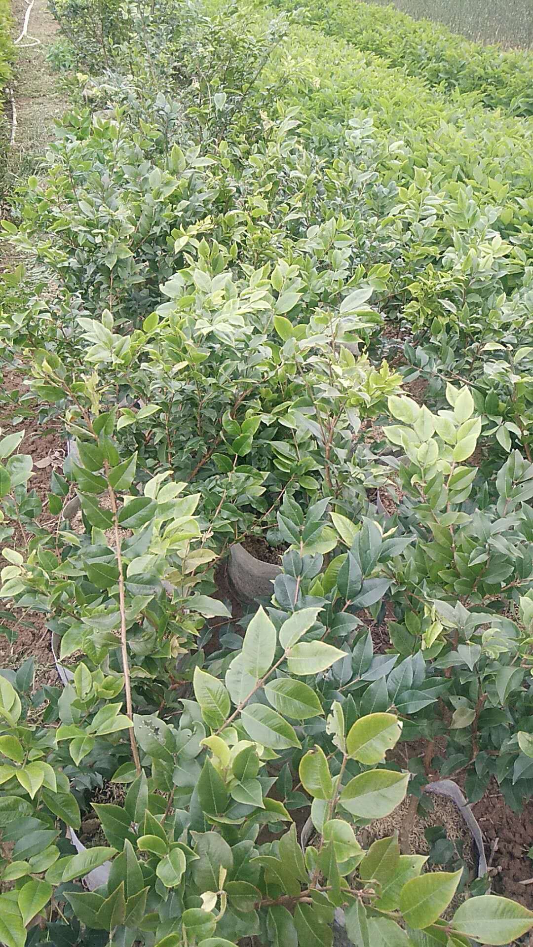 樹葡萄圖片/樹葡萄樣板圖 (3)