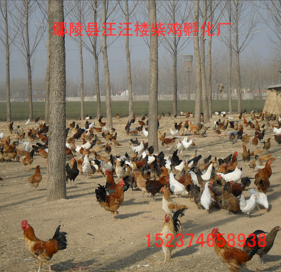 柴雞苗圖片/柴雞苗樣板圖 (1)