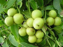 優(yōu)系8518核桃，核桃苗，核桃樹苗，核桃新品種，優(yōu)質(zhì)核桃