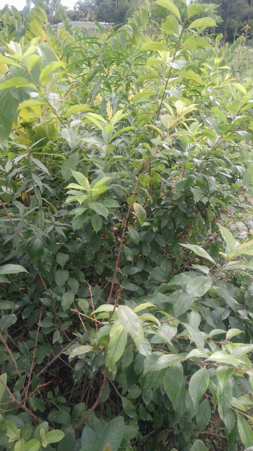 福建四月李子苗供應(yīng)圖片/福建四月李子苗供應(yīng)樣板圖 (3)