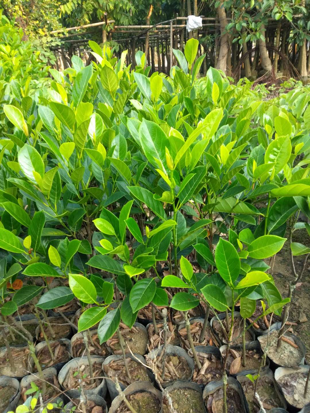 菠蘿蜜苗圖片/菠蘿蜜苗樣板圖 (2)