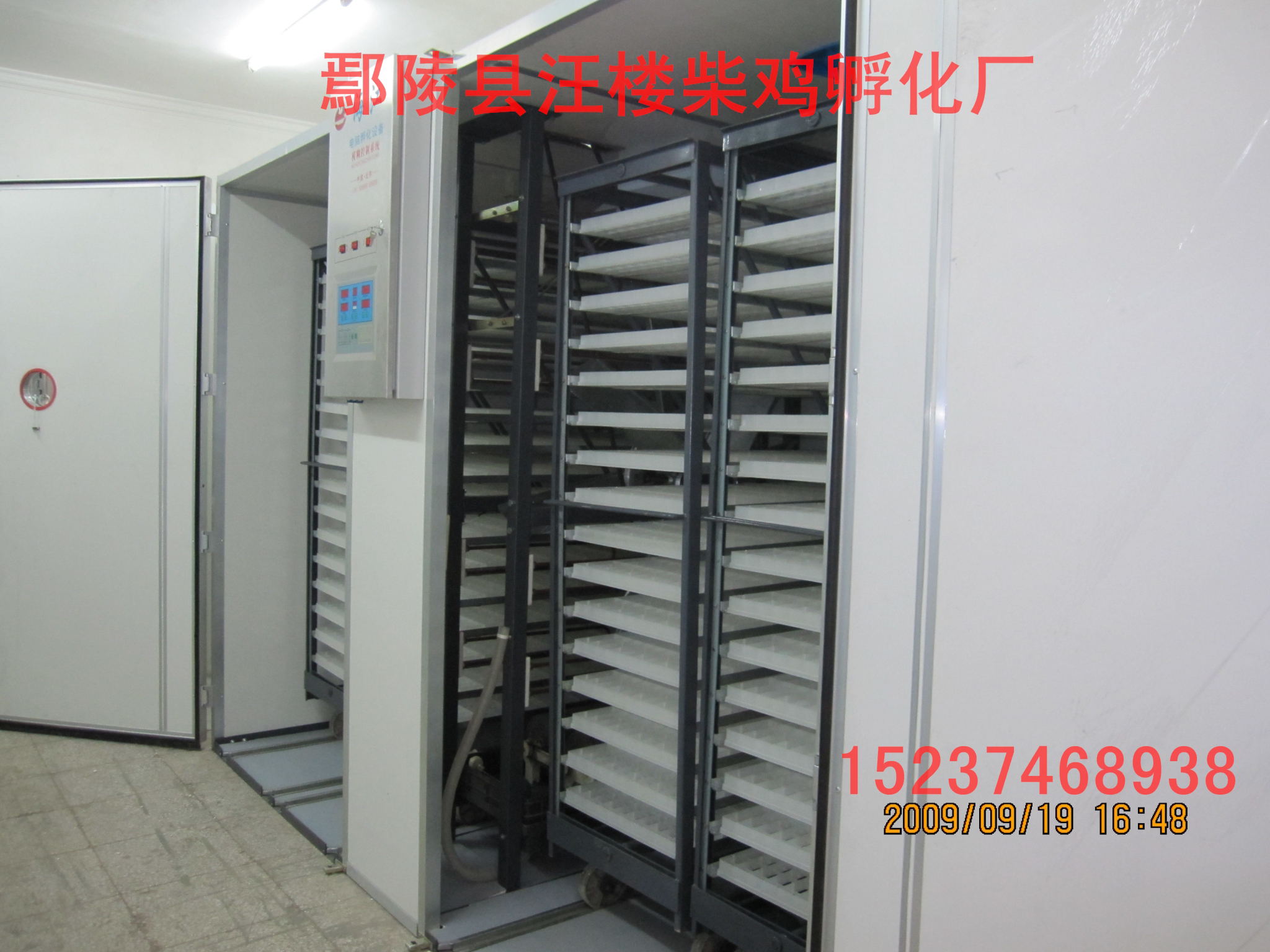 雞苗孵化圖片/雞苗孵化樣板圖 (3)