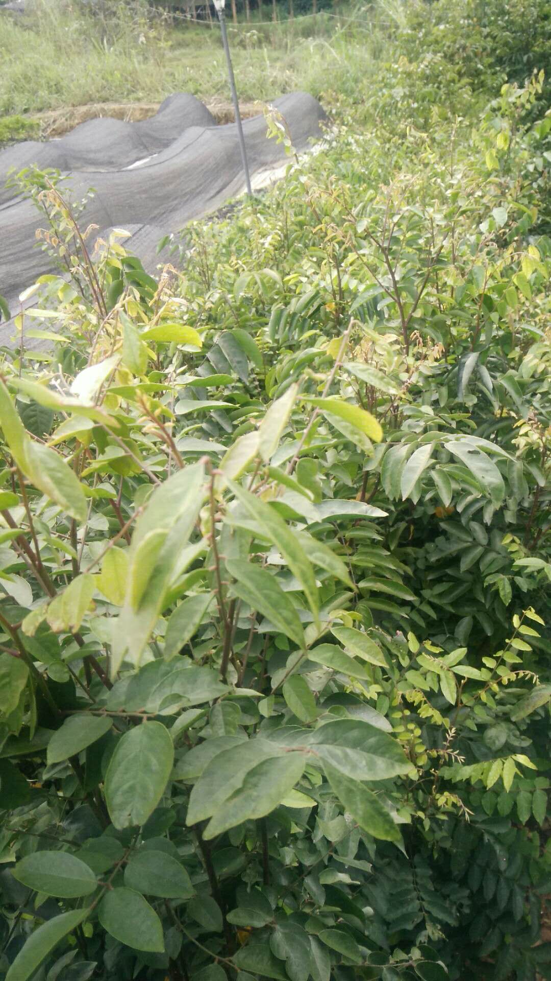 楊桃苗 楊桃苗種植基地 福建漳州楊桃苗 楊桃苗基地 優(yōu)質(zhì)楊桃苗 楊桃苗供應(yīng)商  楊桃苗*出售 楊桃苗價(jià)格