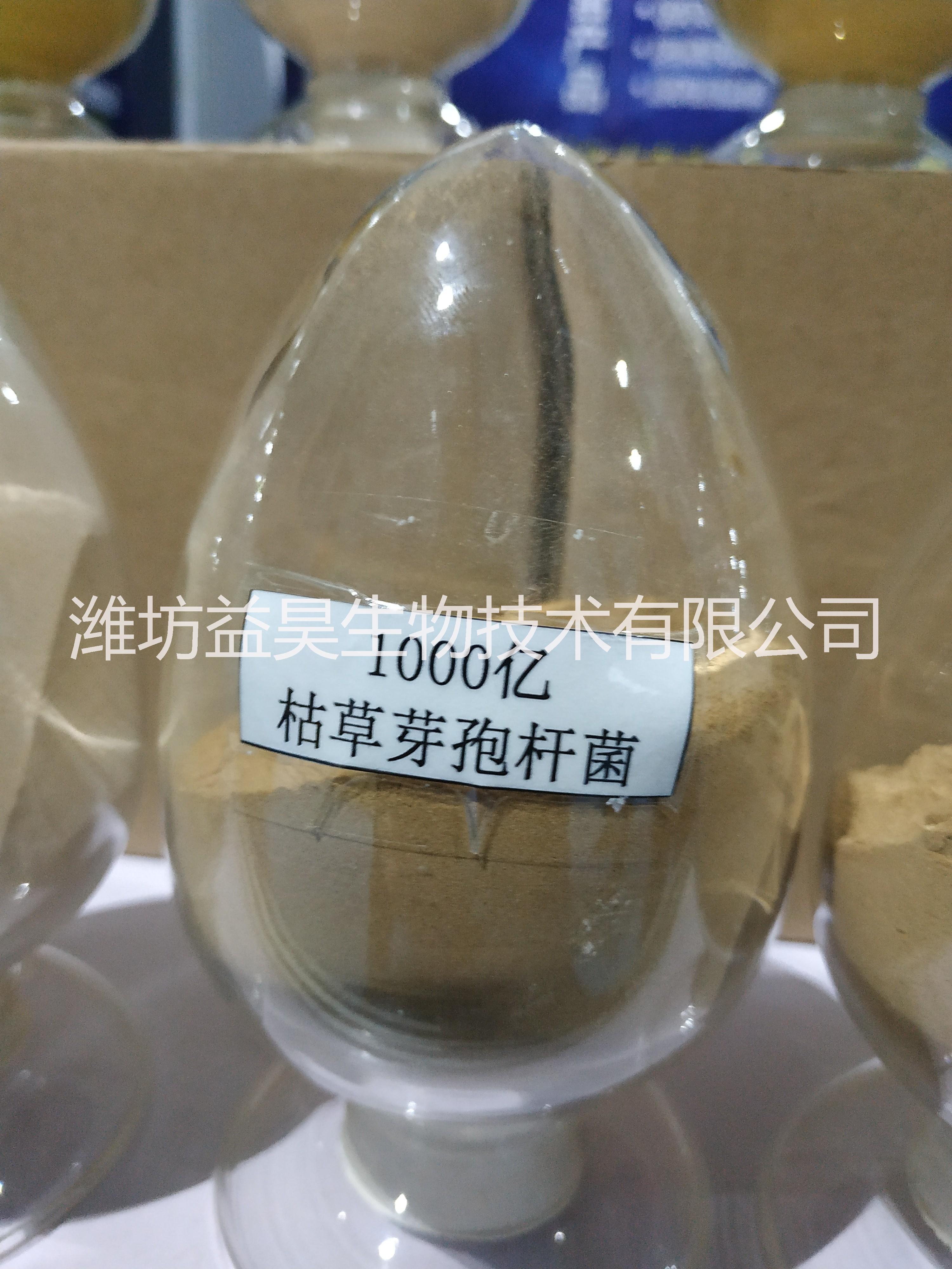 東北枯草芽孢桿菌廠家圖片