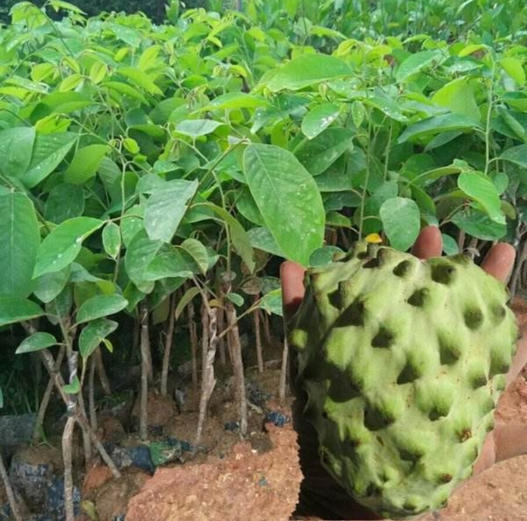 廣州出售鳳梨釋迦果苗商家 番荔枝基地 釋迦果苗批發(fā)價(jià)格圖片