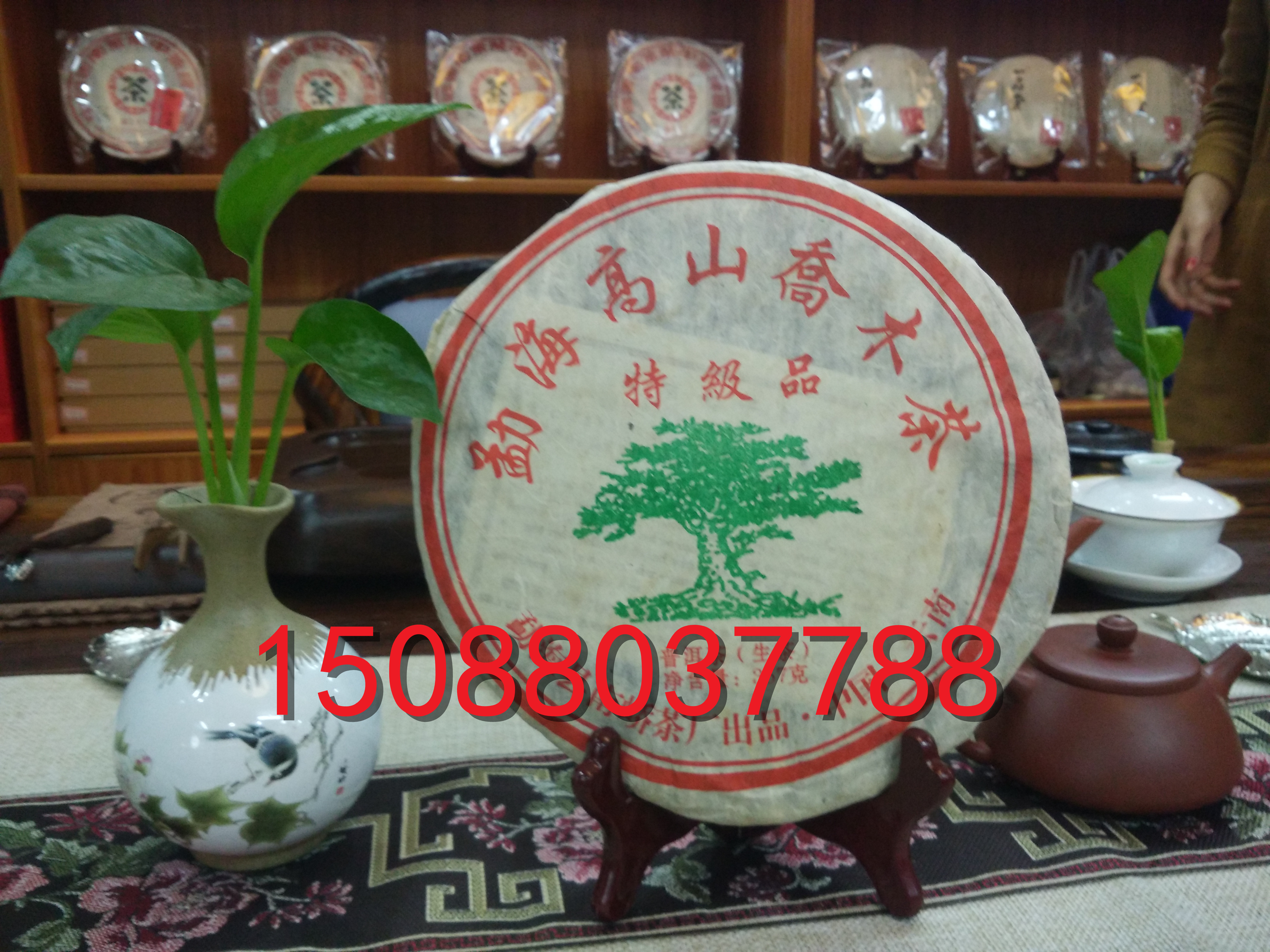 勐海高山喬木茶圖片/勐海高山喬木茶樣板圖 (1)