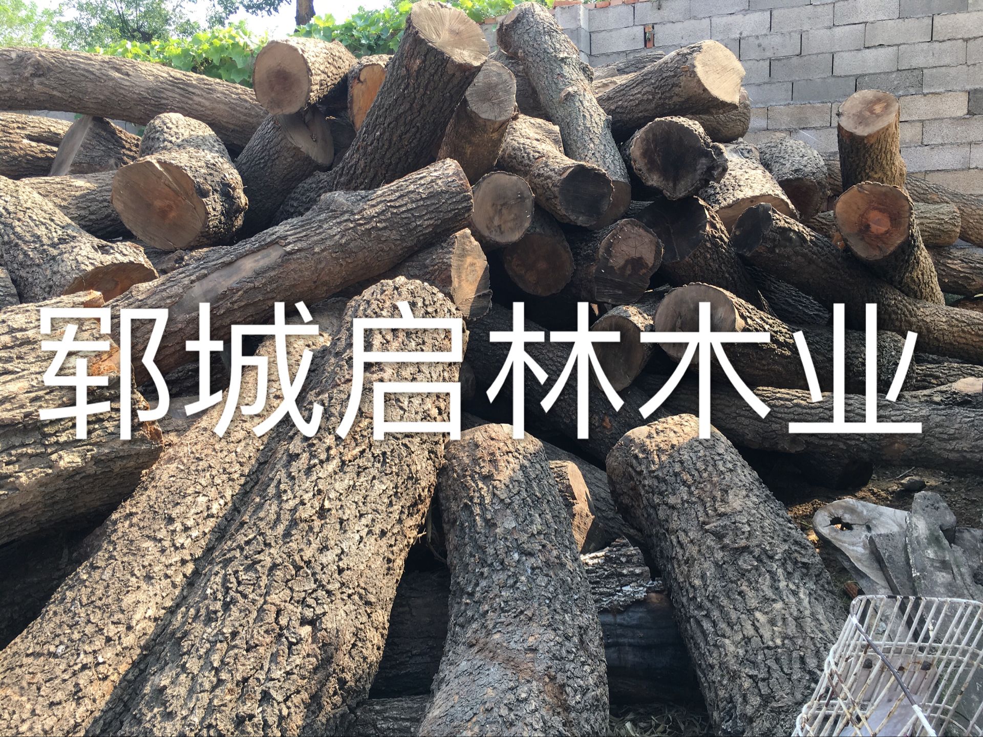 梨木原木圖片/梨木原木樣板圖 (3)