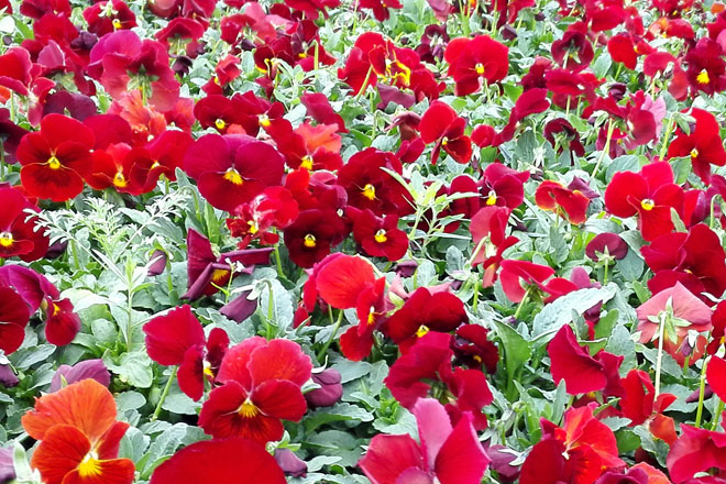 山東青州花卉批發(fā)市場,青州時令花卉種植基地,花卉批發(fā)價格怎么樣