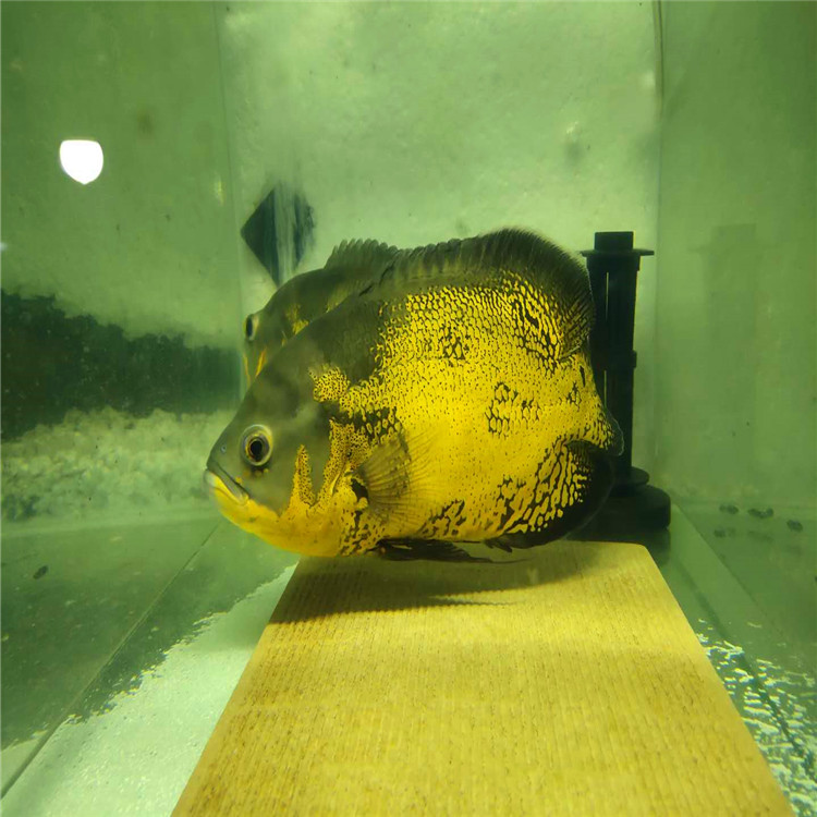 種魚圖片/種魚樣板圖 (2)