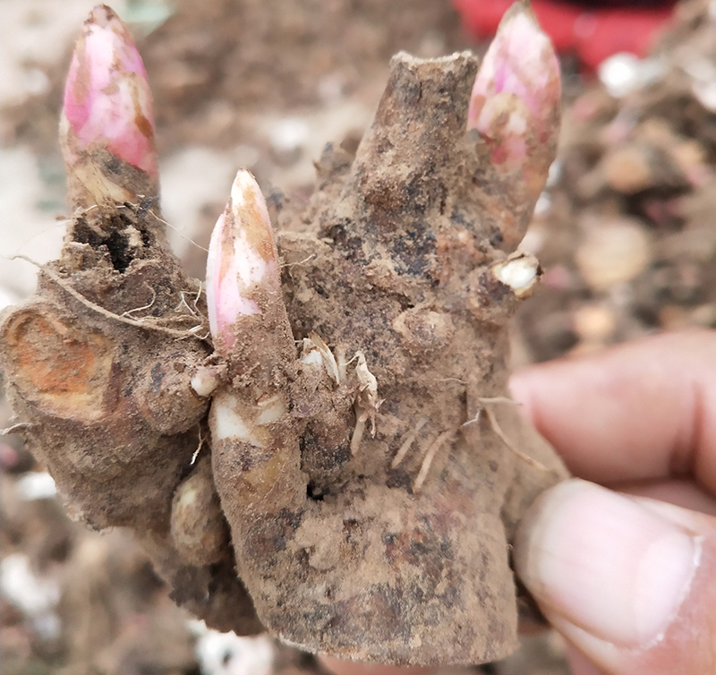 白芍種植 芍藥種植技術(shù) 訂購(gòu)熱線(xiàn)：13856700038