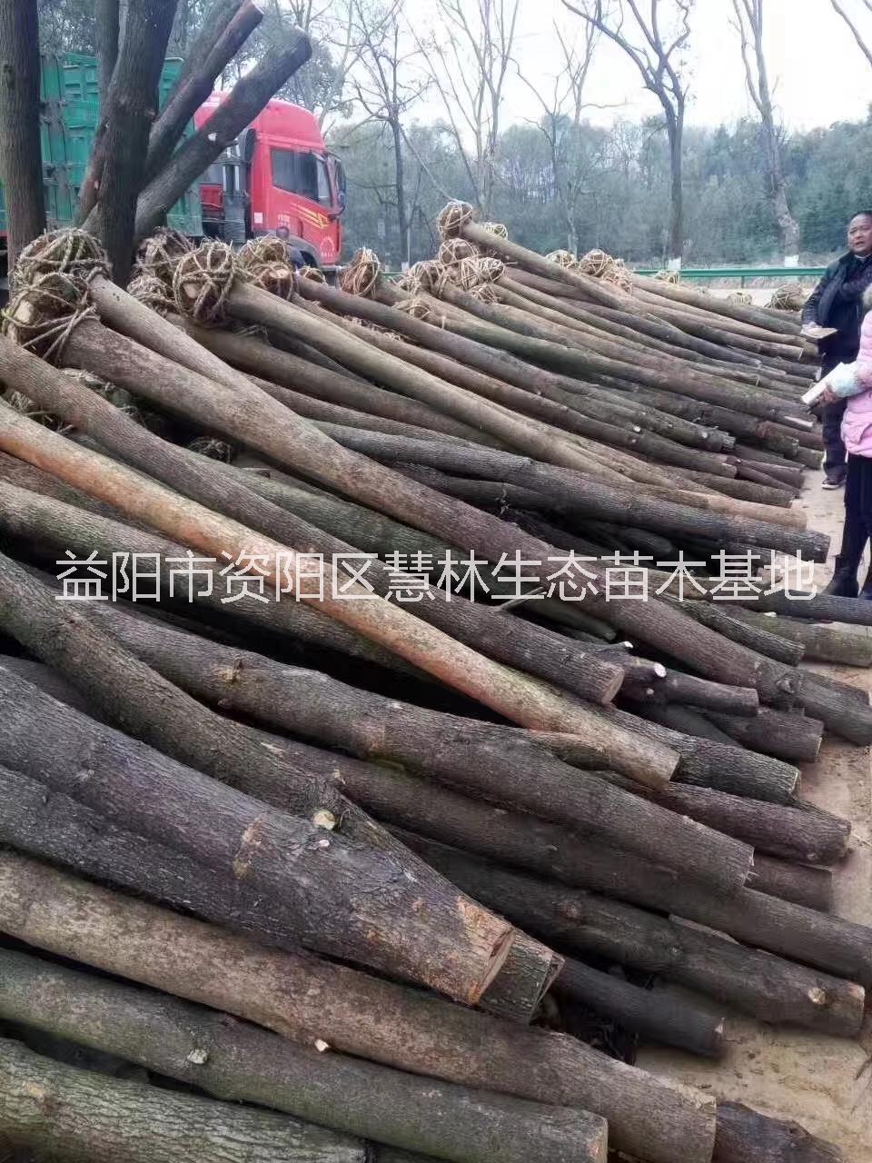 截桿香樟圖片/截桿香樟樣板圖 (2)