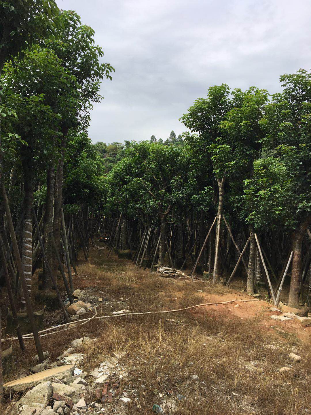 秋楓圖片/秋楓樣板圖 (3)