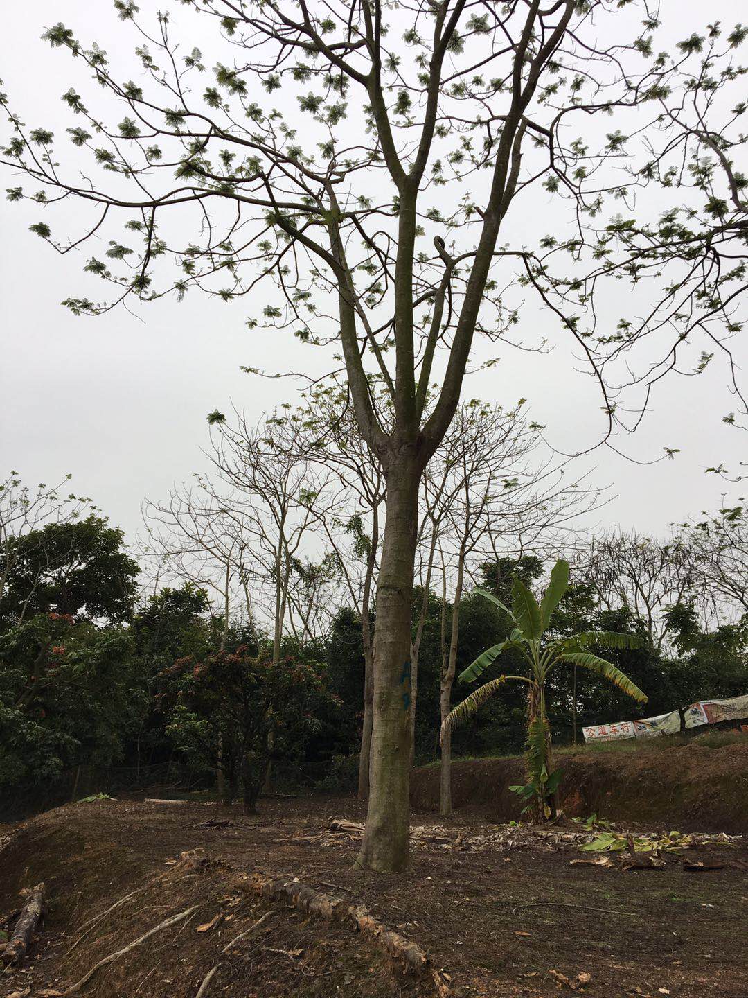 鳳凰樹 鳳凰樹種植基地 鳳凰樹批發(fā) 鳳凰樹批發(fā)價(jià)格 普寧鳳凰樹 普寧鳳凰樹哪家好 揭陽鳳凰樹 揭陽鳳凰樹哪家好 鳳凰樹
