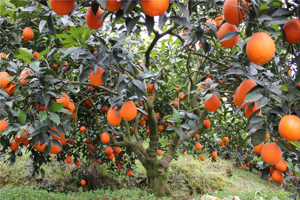 重慶紐荷臍橙苗圖片