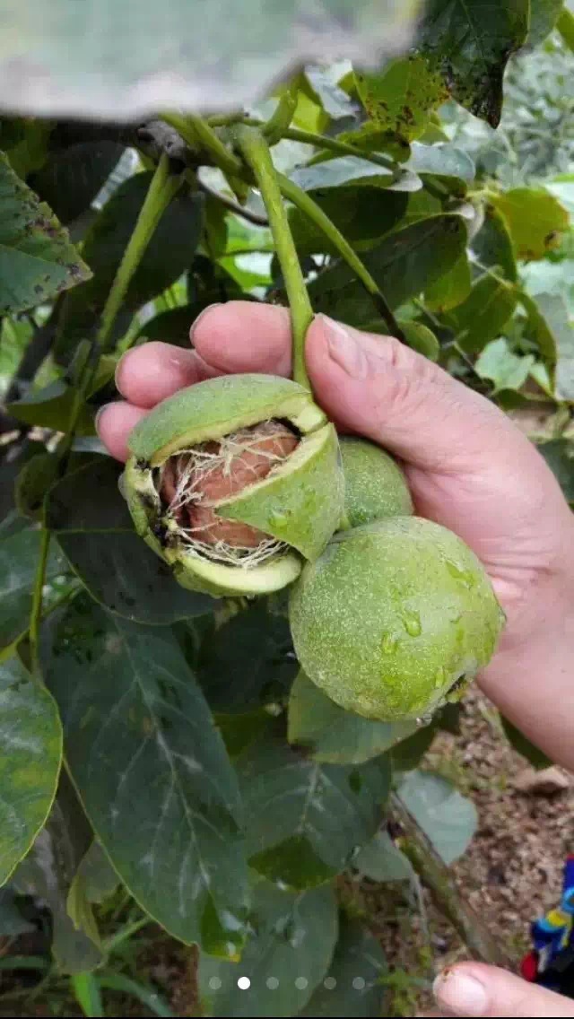 冠核一號(hào)核桃苗圖片/冠核一號(hào)核桃苗樣板圖 (1)