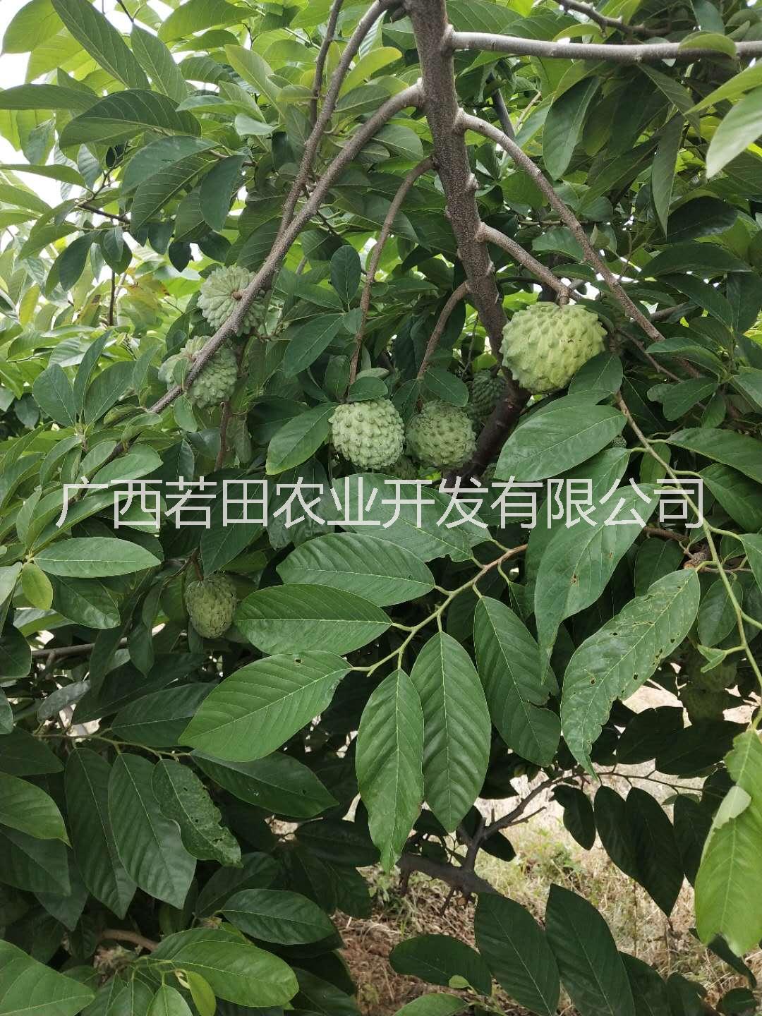 果樹(shù)苗圖片/果樹(shù)苗樣板圖 (1)