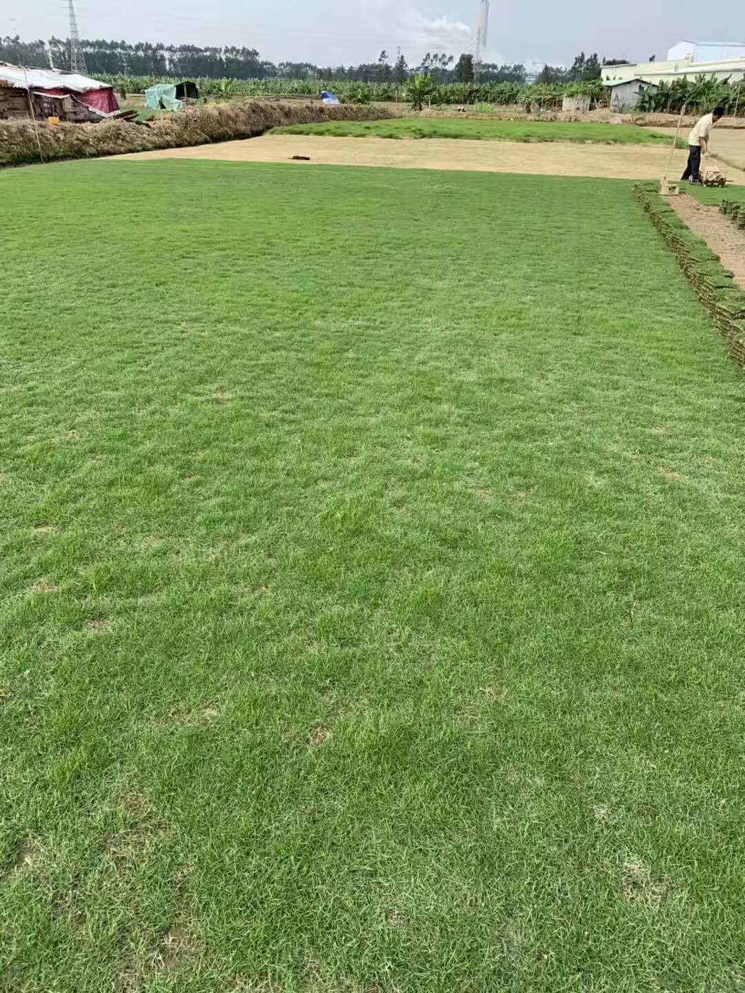 臺(tái)灣草廣東基地  臺(tái)灣草的繁殖方式