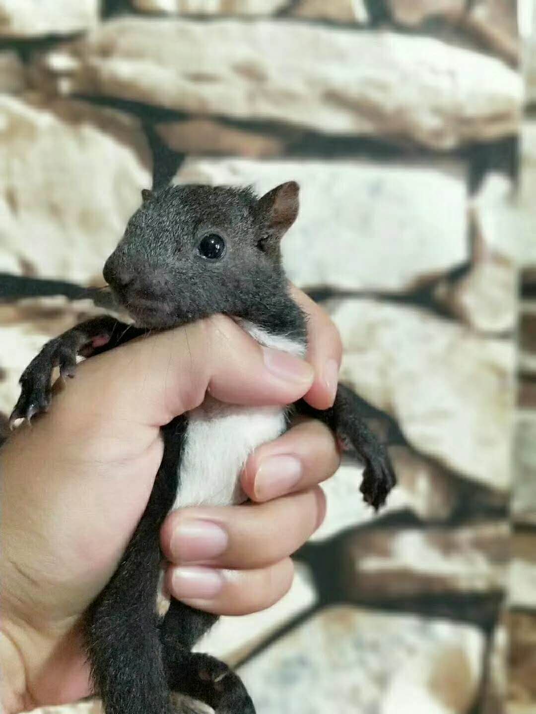 魔王松鼠圖片/魔王松鼠樣板圖 (2)