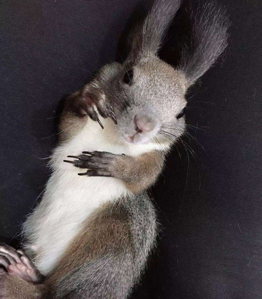 魔王松鼠圖片/魔王松鼠樣板圖 (2)