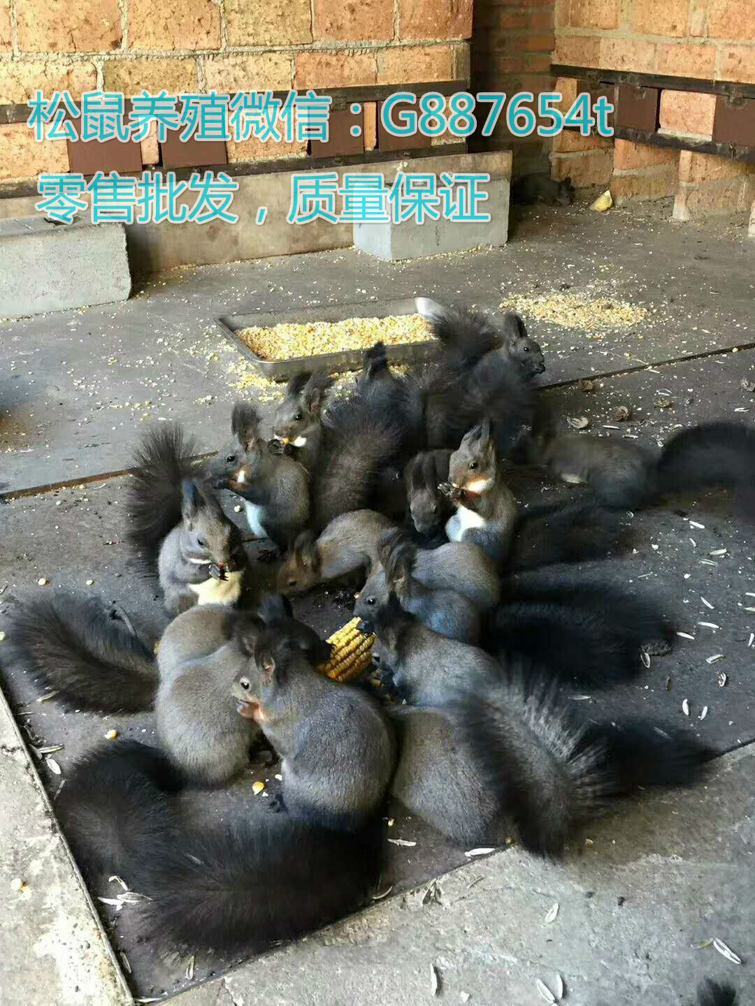 魔王松鼠圖片/魔王松鼠樣板圖 (1)