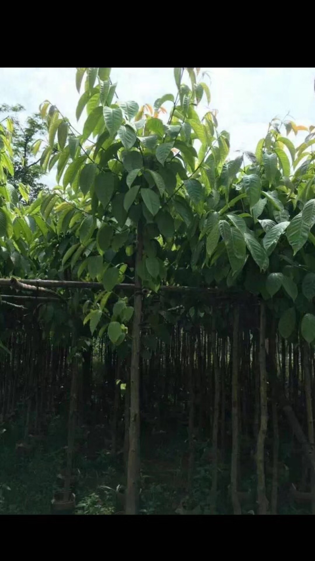 揭阳大叶紫薇 大叶紫薇基地 大叶紫薇批发 大叶紫薇批发价格 优质大叶紫薇 揭阳优质大叶紫薇 大叶紫薇供货商 大叶紫薇报价图片