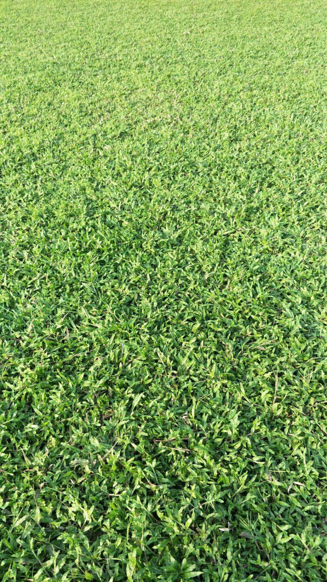 廣東臺(tái)灣卷草廠家 優(yōu)質(zhì)臺(tái)灣卷草
