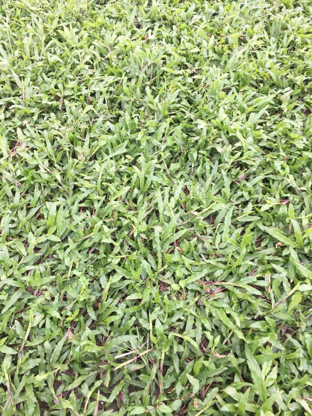 優(yōu)質(zhì)蘭引三號(hào)草皮圖片/優(yōu)質(zhì)蘭引三號(hào)草皮樣板圖 (3)